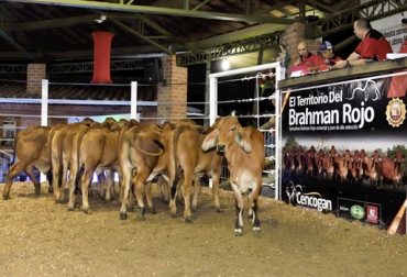 Más de 400 animales van a ser subastados en el evento. Foto: Cencogan. ganadería, ganadería colombia, noticias ganaderas, noticias ganaderas colombia, contexto ganadero, territorio brahman rojo, Cencogan, Territorio Brahman Rojo 2018, subastas ganaderas, subastas ganaderas en colombia, subastas ganaderas en caucasia, subastas en córdoba, johana fernández, brahman caucasia, brahman córdoba, venta de brahman rojo,