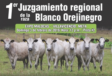 El 1er juzgamiento regional de la raza Blanco Orejinegro es una de las actividades de cierre de Expomalocas 2019. Foto: Asocriollo 1er Juzgamiento regional de la raza Blanco Orejinegro, ganado BON, juzgamiento ganado, competencia ganado BON, Asocriollo 2019, razas bovinas criollas de Colombia, actividades Asocriollo, razas bovinas criollas y colombianas, ExpoMalocas, expomalocas 2019, feria de las malocas, Gobernación del Meta, Gobernación de Antioquia, antioquia expomalocas, novedades expomalocas, feria malocas 2019, CONtexto ganadero, ganadería colombia, noticias ganaderas colombia