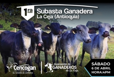 Seguridad y confianza para comprar ganado mediante subastas. Foto: Cencogan_subasta_ganadera Subasta, precios, públicos, bovino, ceja, kilometro, tendrá, coliseo, ferias, cimercializar, comercialización, lotes, razas, jersay, pardo suizo, holstein, comercial, convocatoria, incluyentes, financiera, transparentes, conforma, negociaciones, CONtexto ganadero, ganaderos Colombia, noticias ganaderas Colombia