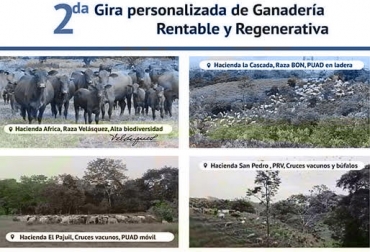 Los nuevos modelos ganaderos son propuestas que pueden ser funcionales para las fincas y el bolsillo del ganadero. Foto: Cortesia Evento, ganadero, regenerativo, propietario, Ganadería, Criadero, Ovino, EL SOL, manera, útil, idea, gira, buen uso, praderas, ecosistema, regenerativa, rentable, dirigido, económica, compartir, experiencia, estructura, conocimiento, ganaderos, realizar, aprovechamiento, Colombia, departamentos, regiones, indicó, CONtexto ganadero, ganaderos Colombia, noticias ganaderas Colombia