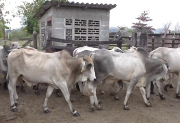 Los trabajos para mejorar la producción en las fincas, permiten el desarrollo sostenible del sistema mediante buenas prácticas en el hato.Foto: Youtube.com compartir, experiencias, encuentro, teórico, práctico, efectivas, desarrollo, proceso, productivo, división, Praderas, manejo agua, potreros, pastos, Medio Ambiente, suelos, Bienestar Animal, plagas, registros, sanidad, controls plagas, AMBIENTE, pasturas, suelo, finca CONtexto ganadero, ganaderos colombia, ganadería colombia noticias ganaderas colombia.