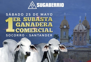Las ferias permiten que los departamentos muestren los potenciales ganaderos de la región y se realicen grandes relaciones para la comercialización de ganado. Foto: Cortesia Feria, 105 años, subasta, comercialización, segura, confiable, exposición ganadera, ganado, ganaderos, comercializadores, Gyr, Brahman, transacciones, Santander, Socorro, conexiones, fuentes, relaciones importantes, intereses, bovinos, Colombia, comité, sistema de pujas, CONtexto ganadero, ganaderos Colombia, noticias ganaderas colombia