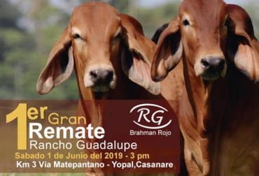 Gran participación de Brahman rojo y gris quiere llegar a Yopal, Casanare para mejorar la genética de bovinos en la región. Foto: subacasanare.com Brahman Gris, dos, ganaderías, ganaderos, llano, Colombia, Casanare, Yopal, córdoba, comercialziación ganaderos, ganado, promotora, desarrollo regional, reguladora, Gran Remate, ejemplares, brahman, Rojo, gris, participar, adicional, importancia, entidad, reguladora respaldo financiero, subastas, subacasanare, CONtexto ganadero, ganaderos colombia, noticias ganaderas colombia