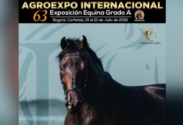 Participarán aproximadamente 400 animales en competencia en las cuatro modalidades del caballo criollo colombiano. Foto: federaciondecafeteros.org Agroexpo, Internacional, Colombia, Exposición Equina Grupo A, Corferias, competencias, importantes, Asociación, participación, animales en competencia, modalidades del caballo criollo colombiano, raza, suave de silla del mundo, temperamento, brío, movimientos, CONtexto ganadero, ganaderos colombia, noticias ganaderas colombia