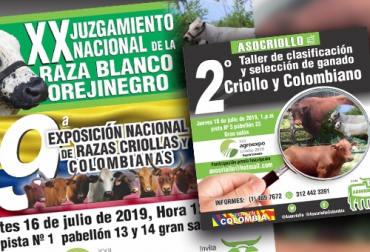 Así participará la Asociación Colombiana de Criadores de Razas Criollas y Colombianas en Agroexpo 2019. Foto: Cortesía Asocriollo Agroexpo 2019, juzgamiento nacional raza Blanco Orejinegro, ganado BON, juzgamiento ganado, competencia ganado BON, Asocriollo 2019, razas bovinas criollas de Colombia, actividades Asocriollo, razas bovinas criollas y colombianas, Agroexpo 2019, 9ª Exposición Nacional razas criollas y colombianas, Agroexpo razas criollas, Agroexpo 2019 razas criollas, 2° Taller de Clasificación y Selección de Ganado Criollo y Colombiano, CONtexto ganadero, ganadería colombia, noticias ganaderas colombia