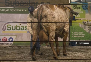 Ante el éxito de la pasada edición, Subastar y Ganadería Río Grande decidieron organizar un nuevo evento comercial. Foto: Subastar Remate Subastar Río Grande, Remate ganado Subastar, Remate de ganado, Ganadería Río Grande, evento, Gyr, Gyrolando, ganadero, juzgamiento, ganado, vacas, raza, concurso, córdoba, Montería, Brasil, Panamá, Costa Rica, Ecuador, Colombia, Bolivia, Venta de ganado, comprar ganado, precio ganado, ganaderos, CONtexto ganadero, ganaderos colombia, noticias ganaderas de colombia