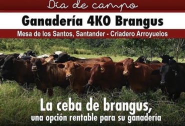 El próximo 6 de septiembre se estará llevando a cabo en Bucaramanga el día de campo organizado por la Asoangusbrangus. Foto: Cortesía. ganaderia, ganaderia colombia, ganaderia colombiana, contexto ganadero, noticias ganaderas, noticias ganaderas colombia, dia de campo, dia de campo brangus, la ceba como negocio rentable, ceba brangus, santander, feria ganadera de buacaramanga, ganaderos santander, ganaderos bucaramanga, ganaderos, ganaderos colombia
