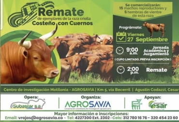 No deje se asistir al remate de la raza criollo costeño con cuernos organizado por Agrosavia. Foto: Cortesía ganaderia, ganaderia colombia, ganaderia colombiana, contexto ganadero, noticias ganaderas, noticias ganaderas colombia, evento agrosavia, remate raza criolla costeño con cuernos, criolla costeño con cuernos, mejoramiento genetico, mejoramiento genetico raza criollo costeño con cuernos, valledupar, cesar, ganaderos, ganaderos colombianos