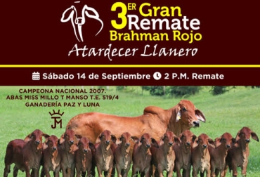 El 14 de septiembre se estará realizando el 3er Gran Remate de Brahman Rojo en Villavicencio. Foto: Cortesía Ganadería, ganadería colombia, Ganadería colombiana, CONtexto ganadero, noticias ganaderas, noticias ganaderas colombia, Brahman Rojo, 3er gran remate brahman rojo, remate brahman, remate meta, villavicencio, Meta, raza brahman rojo, ganaderos, ganaderos colombia