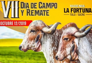 El remate se realizará el día 12 de octubre en la Hacienda La Fortuna ubicada en Tolú, Sucre. Foto: Cortesía Ganadería, ganadería colombia, Ganadería colombiana, CONtexto ganadero, noticias ganaderas, noticias ganaderas colombia, Hacienda La Fortuna, dia de campo hacienda la fortuna, dia de campo cogasucre, Gyr, gyr y sus cruces, Tolú, Sucre, ganaderos tolú, ganaderos colombia, ganaderos, mejoramiento genetico gyr, razas lecheras