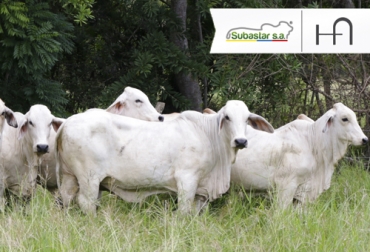 Los ejemplares que se comercializarán durante el evento provienen de la Hacienda El Premio. Foto: Cortesía Remate Subasta, Remate ganado Subastar, Brahman un premio para el trópico, Remate de ganado, Ganadería Brahman, Brahman rojo, Brahman gris, Brahman Colombia, Brahman 2020, juzgamiento, ganado, vacas, raza, concurso, Brahman Córdoba, venta de ganado en Córdoba, Montería, Venta de ganado, comprar ganado, precio ganado, ganaderos, CONtexto ganadero, ganaderos colombia, noticias ganaderas de colombia