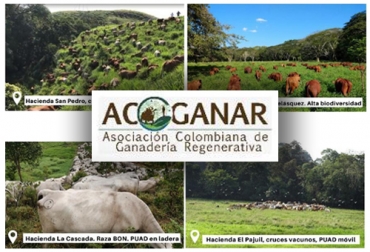 La gira cuenta con la capacidad de abordar a 25 personas, que tendrán capacitación personalizada sobre el manejo de la ganadería enfocada en la armonía que debe existir con el medio ambiente. Foto: Cortesía Ganadería, ganadería colombia, Ganadería colombiana, CONtexto ganadero, noticias ganaderas, noticias ganaderas colombia, Ganadería regenerativa, beneficios ganaderia regenerativa, gira ganadería regenerativa, importancia ganadería regenerativa, ganaderos, ganaderos colombia