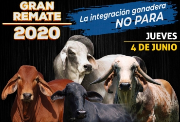 43 ejemplares de potrero y cabezal serán ofertados en el evento. Foto: Cortesía. Ganadería, ganadería colombia, noticias ganaderas, noticias ganaderas colombia, CONtexto ganadero, subastas, subastas puerto berrío, Sugaberrio, subastas Integración Ganadera, ricardo barreneche, Oferto, subasta integración ganadera no para, subasta integración 4 de junio, Puerto Berrio