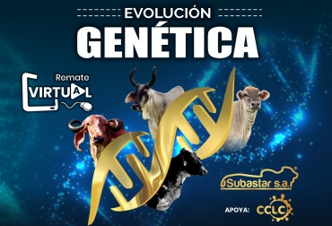 Los interesados podrán adquirir animales élite provenientes de Córdoba, Sucre, Bolívar, Atlántico y Antioquia. Foto: Cortesía. Ganadería, ganadería colombia, noticias ganaderas, noticias ganaderas colombia, CONtexto ganadero, evolución genética, remate virtual evolución genética, Subastar, Subastanet, remates subastar, Eduardo Kerguelén