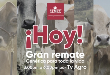 Asista como comprador o como espectador al remate que se transmitirá por el canal Tv Agro o Internet a las 3 p. m. este 18 de junio. Foto: Cortesía Genética para la vida, Semex Colombia, remate Semex 18 de junio de 2020, remates virtuales, subastas colombia, venta de ganado Colombia, venta de ganado cebú en Colombia, remates de ganado cebú, Federación Colombiana de Ganaderos, fedegan, la Asociación Colombiana de Criadores de Ganado Cebú, Asocebú, el canal TV Agro, coronavirus, coronavirus Colombia, COVID-19, cuarentena, Ganadería, ganadería colombia, noticias ganaderas, noticias ganaderas colombia, CONtexto ganadero