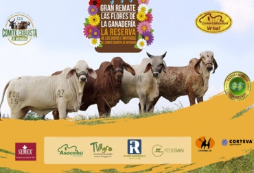 Este es el cuarto remate que será transmitido por Comercializadora Virtual, que en esta ocasión fue organizado por el Comité Cebuista de Antioquia. Foto: Cortesía Remate comercializadora virtual, Comité Cebuísta de Antioquia, Flores de la ganadería 2020, Remate Flores de la Ganadería, remates virtuales, subastas colombia, venta de ganado Colombia, venta de ganado cebú en Colombia, remates de ganado cebú, Federación Colombiana de Ganaderos, fedegan, la Asociación Colombiana de Criadores de Ganado Cebú, Asocebú, el canal TV Agro, coronavirus, coronavirus Colombia, COVID-19, cuarentena, Ganadería, ganadería colombia, noticias ganaderas, noticias ganaderas colombia, CONt