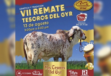 Ganadería El Tesoro, una de las ganaderías más reconocidas del país, decidió realizar su propio remate a través del formato de subasta virtual que se transmite por Tv Agro todos los jueves a las 3 p. m. Foto: Cortesía ganadería El Tesoro, Calidad y eficacia Ganadería El Tesoro, Remate los tesoros del Gyr, producción de embriones, vaca original, técnica de clonación, producción de leche, adaptación, fenotipo, remate, Gyr, Gyrolando, virtualidad, fedegan, Asocebú, ricardo barreneche, TvAgro, coronavirus, coronavirus Colombia, COVID-19, cuarentena, Ganadería, ganadería colombia, noticias ganaderas, noticias ganaderas colombia, CONtexto ganadero