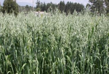 Esta variedad mejorada de avena forrajera cuyo rendimiento de materia seca en forraje verde, en silo y en semilla es mayor. Foto: Agrosavia. Ganadería, ganadería colombia, noticias ganaderas, noticias ganaderas colombia, CONtexto ganadero, avena, avenas forrajeras, avena altoandina, Agrosavia, altoandina agrosavia, avenas en Nariño, avena para ganadería, beneficios de la avena forrajera para la ganadería