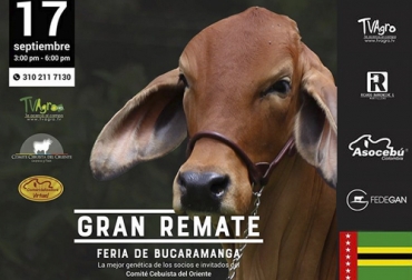 Aunque este año no hubo Feria Ganadera de Bucaramanga, el remate sí se llevará a cabo y se hará de forma digital. Foto: @asocebucomercializadora Remate comercializadora virtual, Comité Cebuista de Oriente, gran remate feria Bucaramanga 2020, remate Feria Bucaramanga 2020, remates virtuales, subastas colombia, venta de ganado Colombia, venta de ganado cebú en Colombia, remates de ganado cebú, Federación Colombiana de Ganaderos, fedegan, la Asociación Colombiana de Criadores de Ganado Cebú, Asocebú, el canal TV Agro, coronavirus, coronavirus Colombia, COVID-19, cuarentena, noticias ganaderas, noticias ganaderas colombia, CONtexto ganadero
