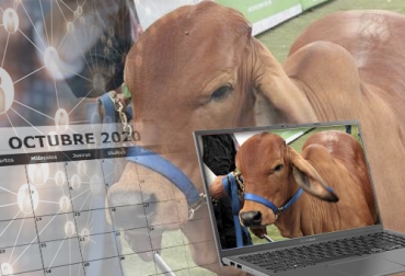 A medida que más eventos del sector ganadero se empiezan a realizar de forma digital, la agenda vuelve a llenarse con actividades para los productores pecuarios. Foto: digiboletines.blogspot.com - redclara.net - calendario-ok.com Eventos ganaderos octubre 2020, Eventos ganaderos 2020, remates de ganado 2020, Ferias Ganaderas, ferias ganaderas colombia, Eventos ganaderos febrero 2020, subastas, inicio 2020, octubre 2020, Venta de ganado, subastas ganaderas, bovinos, vacas, eventos bovinos Colombia, ganado bovino, ganadería bovina, Ganadería, ganadería colombia, noticias ganaderas, noticias ganaderas colombia, CONtexto ganadero, contextoganadero
