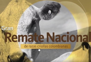 El evento será transmitido por el canal Tv Agro en el espacio de Comercializadora Virtual de los jueves a las 3 p. m. Foto: Captura de pantalla del video https://www.youtube.com/watch?v=FQjpinj2UGI del canal de youtube AGROSAVIA TV Agrosavia, gran remate nacional de reproductores y hembras de razas criollas colombianas, remate razas criollas Agrosavia, Eventos ganaderos noviembre 2020, Venta de ganado, comprar ganado, comprar vacas, genética criolla agrosavia, ganado criollo agrosavia, plan de vinculación agrosavia, genética criolla, asocebú y agrosavia, john jacobo cañas, ganado bovino, Ganadería, ganadería colombia, ganaderos colombia, noticias ganaderas, noticias ganaderas colombia, CONtexto ganadero, contextoganadero