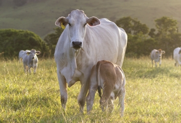 Los asistentes podrán conocer la experiencia de Brasil en materia de aprovechamiento de los residuos orgánicos como el estiércol de animales. Foto: Cortesía Econexia Corferias, econexia 2021, Econexia, econexia reciclaje animal, webinar reciclaje animal, capacitaciones ganaderos, eventos ganaderos, econexia Colombia, ganadería Brasil, Rueda Virtual de Agronegocios, Corferias, Cámara de Comercio de Bogotá, ganaderos, ganaderos colombia, ganado, bovinos, ganado bovino, Ganadería, ganadería colombia, noticias ganaderas, noticias ganaderas colombia, CONtexto ganadero, contextoganadero