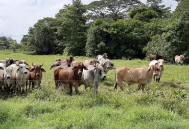 El evento se realizará de manera virtual el 15 de julio a las 6:00 pm. Foto: eje21.com.co ganadería, ganadería colombia, noticias ganaderas, noticias ganaderas colombia, contexto ganadero, ganadería colombiana sostenible, ganadería sostenible, cambio climático, conversatorio cambio climático, mitigación cambio climático