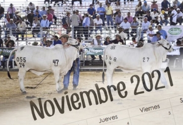 Solo en este mes han sido agendadas cinco ferias ganaderas, tres de las cuales tienen una importante tradición de más de 20, 50 y 100 años en el país ganadero. Foto: portalelmedio.com - minimalista.cl Eventos ganaderos noviembre 2021, Eventos ganaderos 2021, remates de ganado 2021, Ferias Ganaderas, ferias ganaderas colombia, subastas, eventos noviembre 2021, feria Socorro 106, Expoflorencia 2021, congreso genética noviembre 2021, ganado bovino, ganadería bovina, carne, leche, ganaderos, ganaderos colombia, ganado, vacas, vacas Colombia, bovinos, Ganadería, ganadería colombia, noticias ganaderas, noticias ganaderas colombia, CONtexto ganadero, contextoganadero