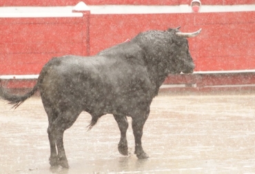 Toros, toros de lidia, Manizales, Plaza Monumental, 3ª de Feria, toros de Santa Bárbara, encastados, con lámina, José Arcila, Román, José Garrido, silencio, contextoganadero Toros, toros de lidia, Manizales, Plaza Monumental, 3ª de Feria, toros de Santa Bárbara, encastados, con lámina, José Arcila, Román, José Garrido, silencio, contextoganadero