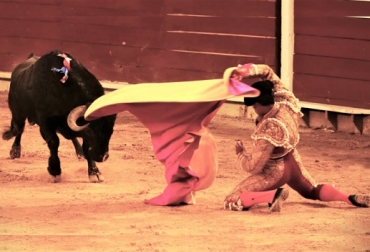 Foto: Camilo Díaz Cali, Toros, toros de lidia, Cali 8ª de temporada, toros Cierre del año en Cali, Histórico, Del Toro al Infinito, Burladero.TV, Jorge Arturo Díaz Reyes, Suertematador, Emilio Méndez, Toros en el Mundo, altoroméxico.com, Tendido Siete, Guillermo Rodríguez, Cultoro, Emilio Méndez, Jorge Arturo Díaz Reyes): Mejor no, ganadería bovina, ganadería bovina Colombia, noticias ganaderas, noticias ganaderas Colombia, contextoganadero