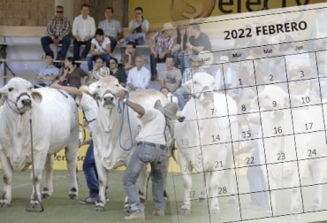 El evento presencial de febrero, Expoterneros Montería, se hará a finales del mes, dando pie a otros eventos presenciales que se harán en marzo, como la Feria Nacional Cebú. Foto: corrillos.com.co - pinterest.com.mx VI Expoterneros 2022, curso virtuales ganadería, Eventos ganaderos, Ferias Ganaderas, ferias ganaderas colombia, Eventos ganaderos febrero 2022, subastas, inicio 2022, febrero 2022, Venta de ganado, subastas ganaderas, ganado bovino, ganadería bovina, carne, leche, ganaderos, ganaderos colombia, ganado, vacas, vacas Colombia, bovinos, Ganadería, ganadería colombia, noticias ganaderas, noticias ganaderas colombia, CONtexto ganadero, contextoganadero