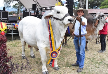 Se espera la participación de alrededor de 150 ejemplares bovinos para las actividades de juzgamiento y remate en la 54 Feria Agropecuaria e Industrial de Ibagué. Foto: Q’Hubo 54 Feria Agropecuaria e Industrial de Ibagué