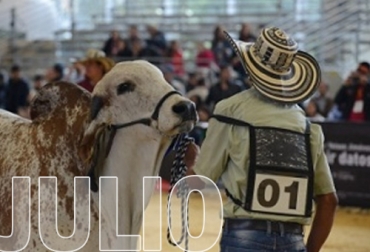 En el último puente de mitad de año, los ganaderos podrán asistir a eventos feriales en Magdalena, Meta, Santander y Tolima. Foto: agromundo.co ferias ganaderas en julio de 2022