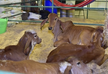 Foto: Agroexpo Caribe 2022 Agroexpo Caribe 2022