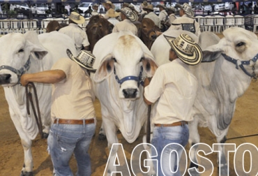 Este mes tendrá lugar la Gira Técnica Nacional de Fedegán en Meta, así como exposiciones en varios departamentos como Antioquia, Cesar y Putumayo. Foto: elpilon.com.co eventos ganaderos agosto 2022