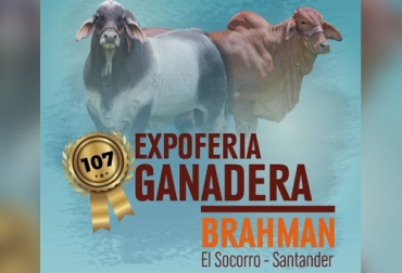 El municipio de Socorro en Santander se prepara para los 107 años de la tradicional Expoferia Ganadera Brahman que se hará del 28 al 31 de julio. Foto: facebook.com/comiteganaderoshoyariosuarez 107 expoferia brahman en Socorro