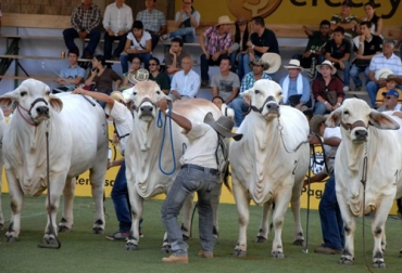 Estos eventos hacen parte de la nutrida agenda ganadera del mes de julio con actividades en diversas zonas del país. Foto: revistaelcrisol.com eventos ganaderos en julio de 2022
