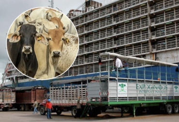 El ICA realizará el curso virtual en bienestar animal para transporte marítimo de bovinos del 28 al 30 de septiembre entre las 8 a. m. y las 12 m. y está dirigido a todo el personal vinculado con el proceso de exportación. Foto: minuto30.com - eluniversal.com.co curso bienestar animal transporte marítimo de bovinos
