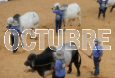 Entre los eventos más destacados del sector en octubre estarán Expo Agrofuturo y las ferias ganaderas de ExpoCundinamarca y ExpoCaquetá. Foto: m.vanguardia.com eventos ganaderos octubre 2022