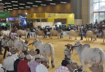 En este espacio se presentarán los desarrollos en materia de cría, producción y actualización académica. Foto: CONtexto ganadero. Exposición Nacional Ganadera 2014