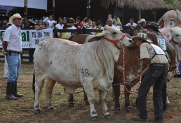 El evento se desarrollará del 21 al 23 de noviembre. Foto: Alcaldía de Sabanalarga. Feria ganadera en Sabanalarga