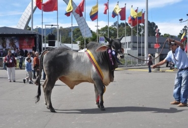 Ganaderos de todo el país se darán cita en uno de los eventos agropecuarios más importantes del país. Foto: CONtexto Ganadero. Feria Nacional Cebú