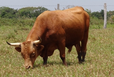 Los avances en investigación para el mejoramiento genético, uno de los temas a tratar. Foto: CONtexto ganadero. Raza Sanmartinero