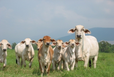 Durante las jornadas se tratarán temas como el control integrado de plagas y reproducción animal. Foto: Archivo Jornadas sanitarias en Antioquia