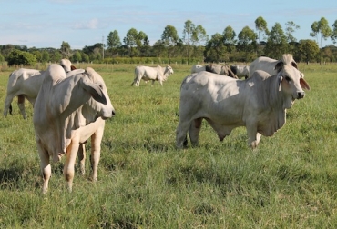 En este evento se encuentran los mejores toros Brahman que dejó la III Prueba Nacional de Desempeño en Pastoreo. Foto: Fedegán. Cebú brahman