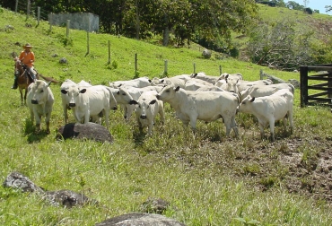 La raza de ganado orejinegro es una de las criollas en el país. Foto: Corpoica.