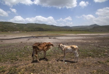 Hasta el pasado 5 de septiembre, 76 mil 955 predios sufrieron algún de consecuencia por la sequía. Foto: AFP. Sequía en Colombia