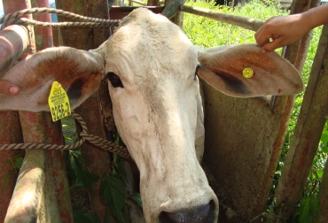 Con la instalación de chapetas, consumidores de carne sabrán qué compran. Programa de Identificación Bovina y Bufalina. Instalación de chapetas.