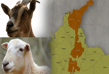 Esta cadena productiva de Colombia está conformada por 1 millón 297 mil 118 ovinos y 557 mil 298 caprinos a nivel nacional. Foto: CONtexto ganadero. Sector ovino-caprino en Colombia