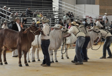 Recuerde que para participar en el evento usted debe ser socio de un gremio. Foto: CONtexto ganadero. Agroexpo 2015